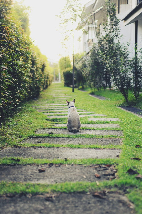 Guarding the house&hellip; Her way.