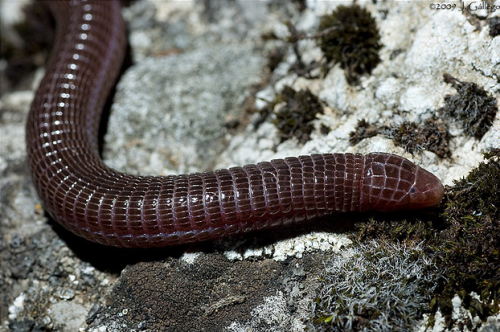 The European Worm Lizard (Blanus cinereus), also called the Iberian Worm Lizard. This species is a small, legless, burrowing reptile. Adults may reach a total length of 10–20cm (4–8in). It is found in the southern section of the Iberian Peninsula,...