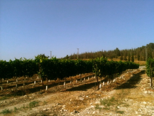 wine tasting in the Judean hills at the hidden gems of Agur, Tzora, and Tzuba wineries. getting more