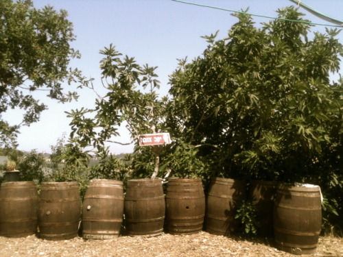 wine tasting in the Judean hills at the hidden gems of Agur, Tzora, and Tzuba wineries. getting more