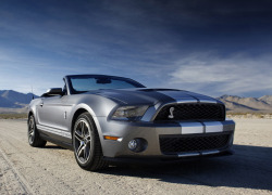 Mustangs galore