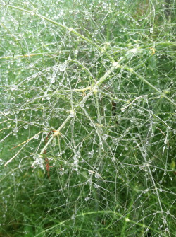 brilliantbotany:  This is Bronze Fennel, scientific name Foeniculum vulgare. Fennel is used in landscaping and decoration, and is in the Apiaceae family, the same family as carrots! It is used in making absinthe, and it contains anethole, which gives