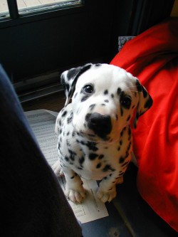 NEEED! DESPERATELY NEED. THIS. DOG. please?