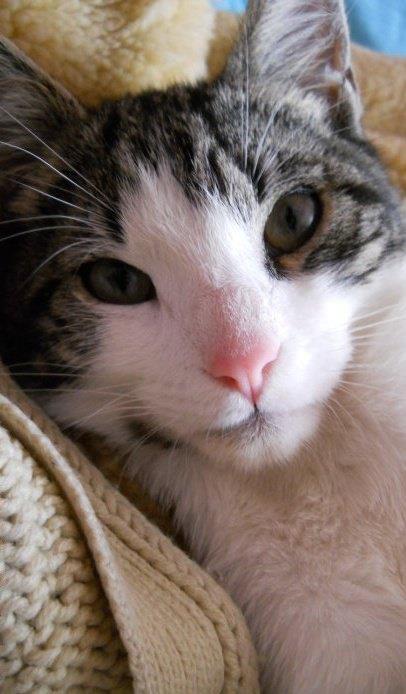 Oye followers, deberian todos ustedes reblogear a Brunito por ser el mejor gato del