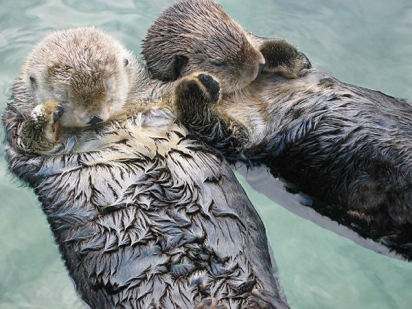 Sea otters hold hands while sleeping in order to keep from drifting apart.
(Image via Environmental Graffiti)