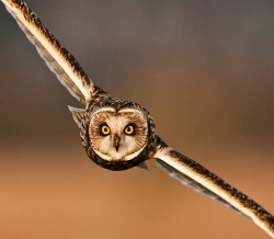 the-absolute-best-photography:  llbwwb:Look Into My Eyes!! (Short Eared Owl) (by marsch1962) Submit your Cute Pets today:) You have to follow this blog, it’s really awesome! 