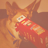 erinlinds:  Animals + Cheez-Its 