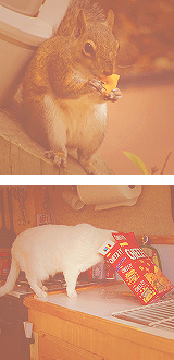 erinlinds:  Animals + Cheez-Its 