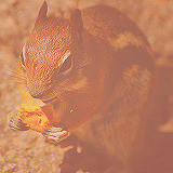 erinlinds:  Animals + Cheez-Its 