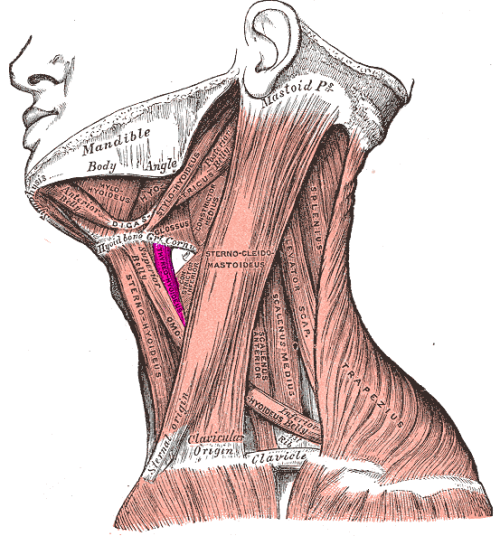 almightyathlete:  Taking a 6-week Anatomy course over the summer. So many muscles to learn in so little time! 