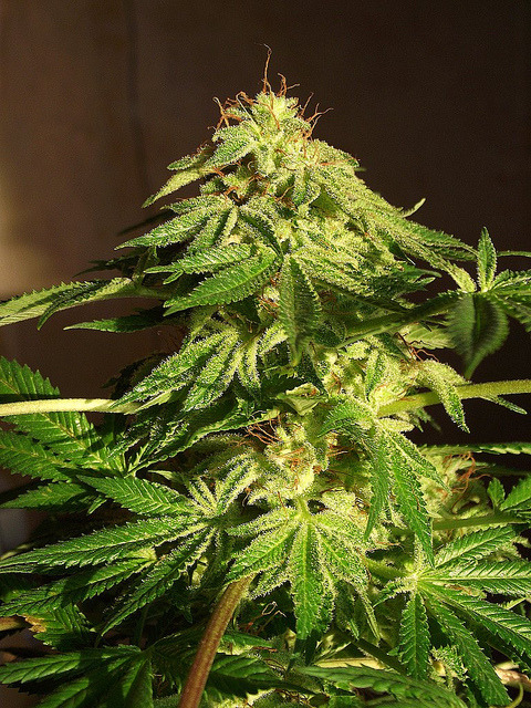 Male marijuana plants early flowering stage for