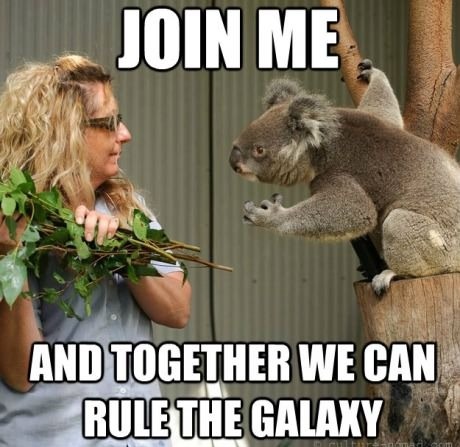 Funny koala