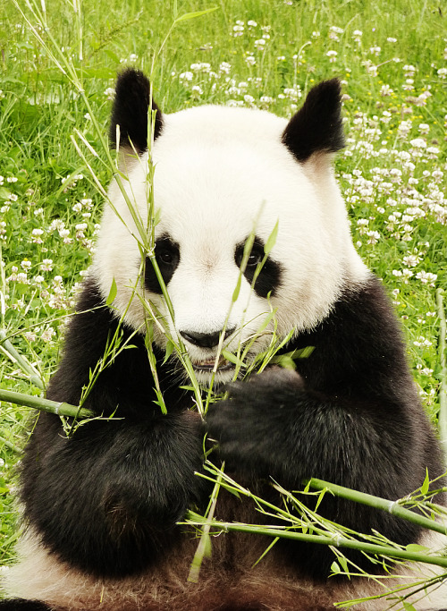 Giant Panda Photos