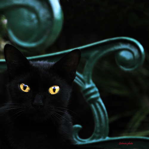 unduendesellevamiscosas:  gatoseoutrosbichos:  Cat’s Style( Black cat on green) (by Mario Curci (Satreviè))  Reblogged by tumblr.viewer 