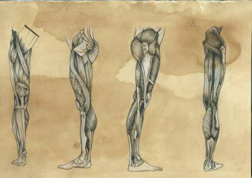 heslikefiftypatoots:  Leg Muscles Pencil Crayon on tea stained stonehenge 