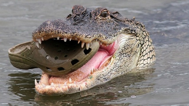 “Check Out This Incredible Photo of an Alligator Eating a Croc”
Well played, Gawker. I totally clicked.