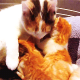 kitten-gifs:  kittens waking up (x) 