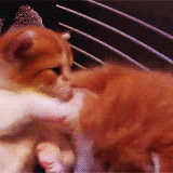 Porn kitten-gifs:  kittens waking up (x)  photos