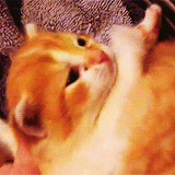 Porn photo kitten-gifs:  kittens waking up (x) 