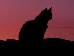 gatoseoutrosbichos:  cat at sunrise (by bluewavechris) 