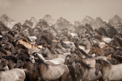 bitsofbrillance:  “Wild Horses” by Stefanie Lategahn  True power.