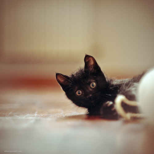 BatCat. by BeboFlickr on Flickr.