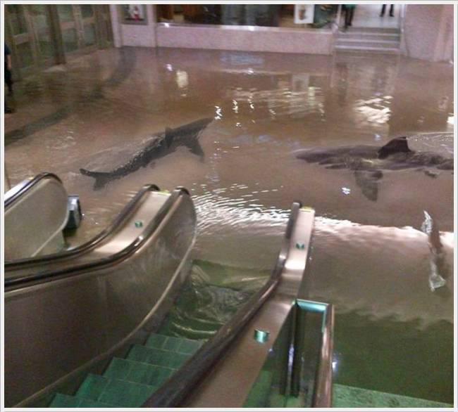 section9:  fuckyeahsharks:  thenewjerktimes:  A shark tank burst in Kuwait, creating