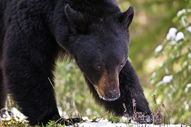 npr:
“shower-with-rage:
“ 1206_1217 Black Bear by wild prairie man on Flickr.
”
If you’re in Vermont, beware the bears. An increase in rain and a lack of snow may cause black bears to leave their dens earlier than excepted, according to Fish and...