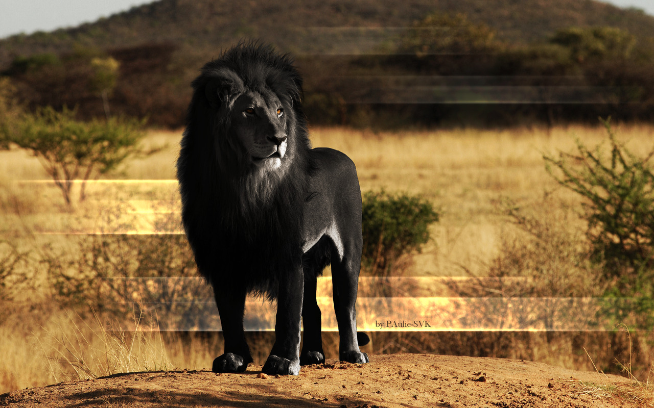 lanternmoth:  matthewitis:  Melanism is the opposite of albinism. Albinism is the