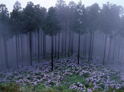 caseylalonde:  venula:  Misty Hydrangea 