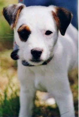 Black brown jack russell terrier