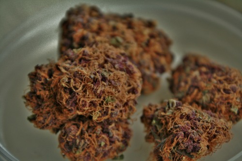 iamthealphabet:  Super Purple OG ~ Tampa Wellness Center 