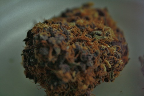 iamthealphabet:  Super Purple OG ~ Tampa Wellness Center 