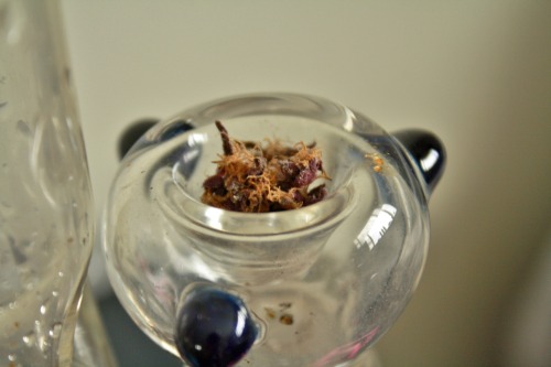 iamthealphabet:  Super Purple OG ~ Tampa Wellness Center 