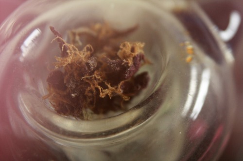 iamthealphabet:  Super Purple OG ~ Tampa Wellness Center 