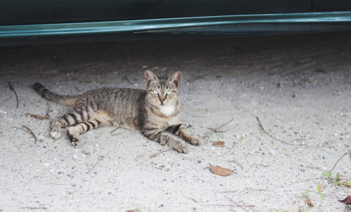 Pretty stray cat.