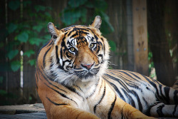 gofuckingnuts:  All sizes | Tiger | Flickr - Photo Sharing! on We Heart It. http://weheartit.com/entry/30635346