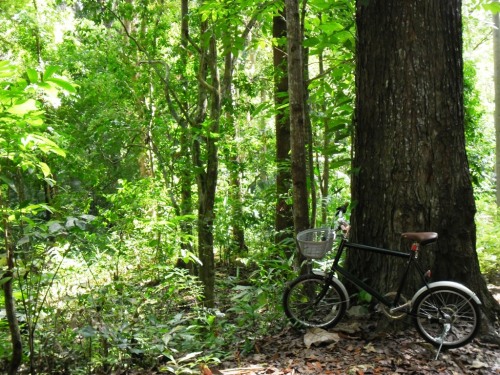 eijoo: Cebu Mini Velo Clubbe expedition to the Deep Forest Reservation of Toong Via: cebuminiveloclu