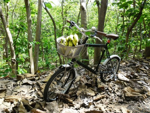 eijoo: Cebu Mini Velo Clubbe expedition to the Deep Forest Reservation of Toong Via: cebuminiveloclu