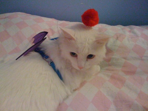 mintywolf: One year I dressed Miss Victoria up as a moogle for Halloween. I was Yuna.  (Though 