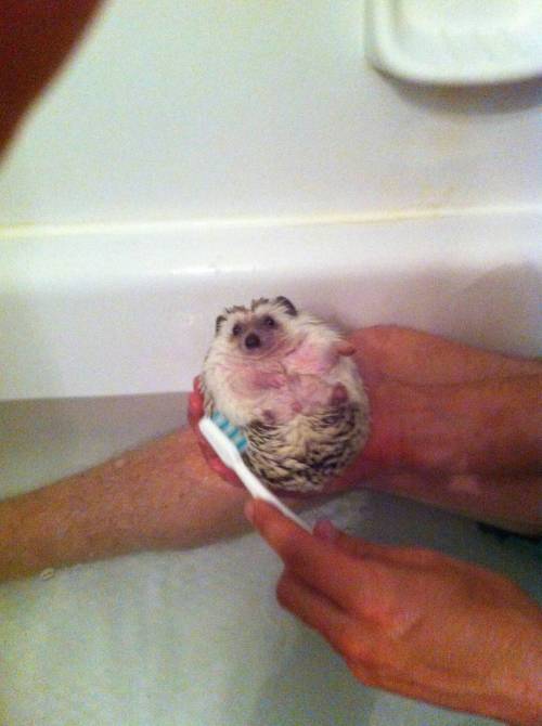 bunnyfood:  Brushie (via Imgur) 