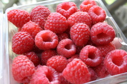 illumint:  peachnaked:  raspberries for meeee