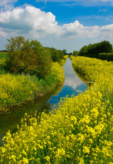 Louth Canal walk in Lincolnshire, England (by CLIFFWALKER).