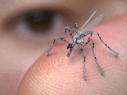  Is this a mosquito? No. It’s an insect spy drone for urban areas, already in production, funded by the US Government. It can be remotely controlled and is equipped with a camera and a microphone. It can land on you, and it may have the potential to