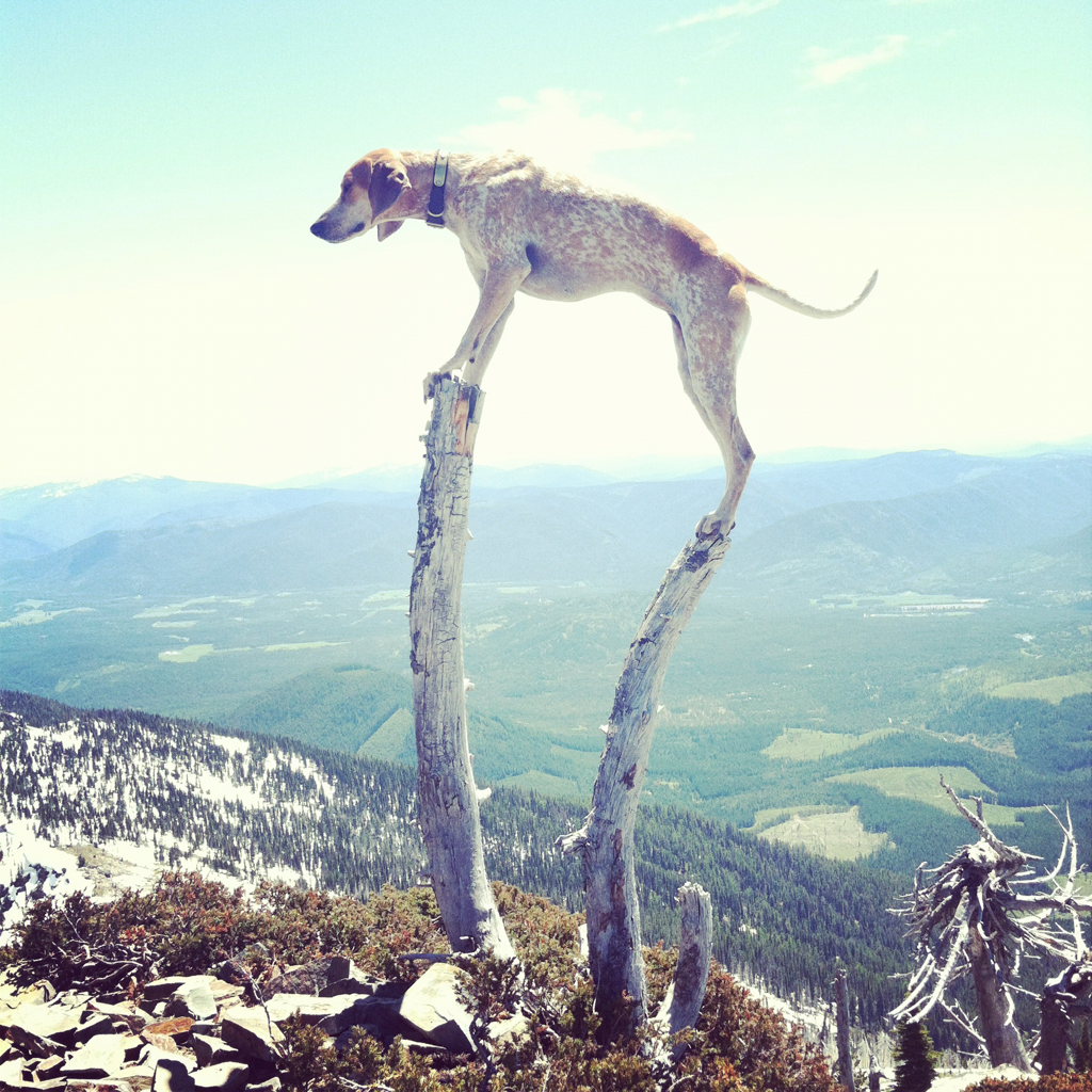 MADDIE THE COONHOUND