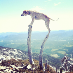 photojojo:  Just a reminder that this lovely photo blog exists. Maddie (the dog) on Things 