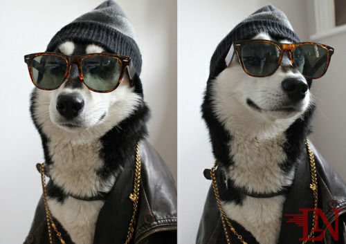 melancholybrains: merasmus: this dog is cooler than most people i know #most dogs are cooler than mo