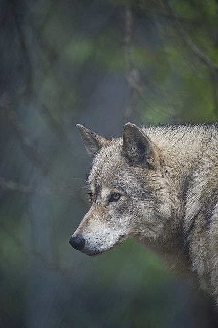 wolllf:  Wolf 22 by Dan Newcomb Photography on Flickr.