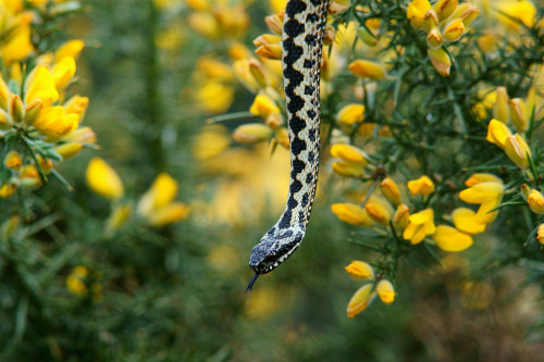 Adder in Gorse (3) (by Peter G Trimming)