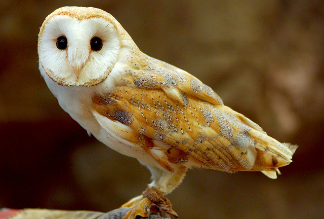 thedaintysquid:  Barn owl by floridapfe on Flickr. 